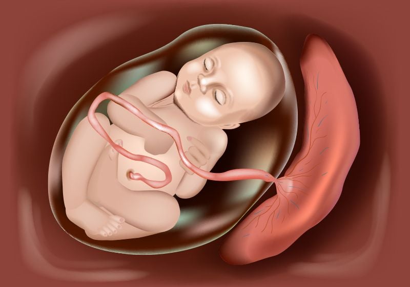 Umbilical Cord vs Placenta: Difference between Placenta and Umbilical Cord