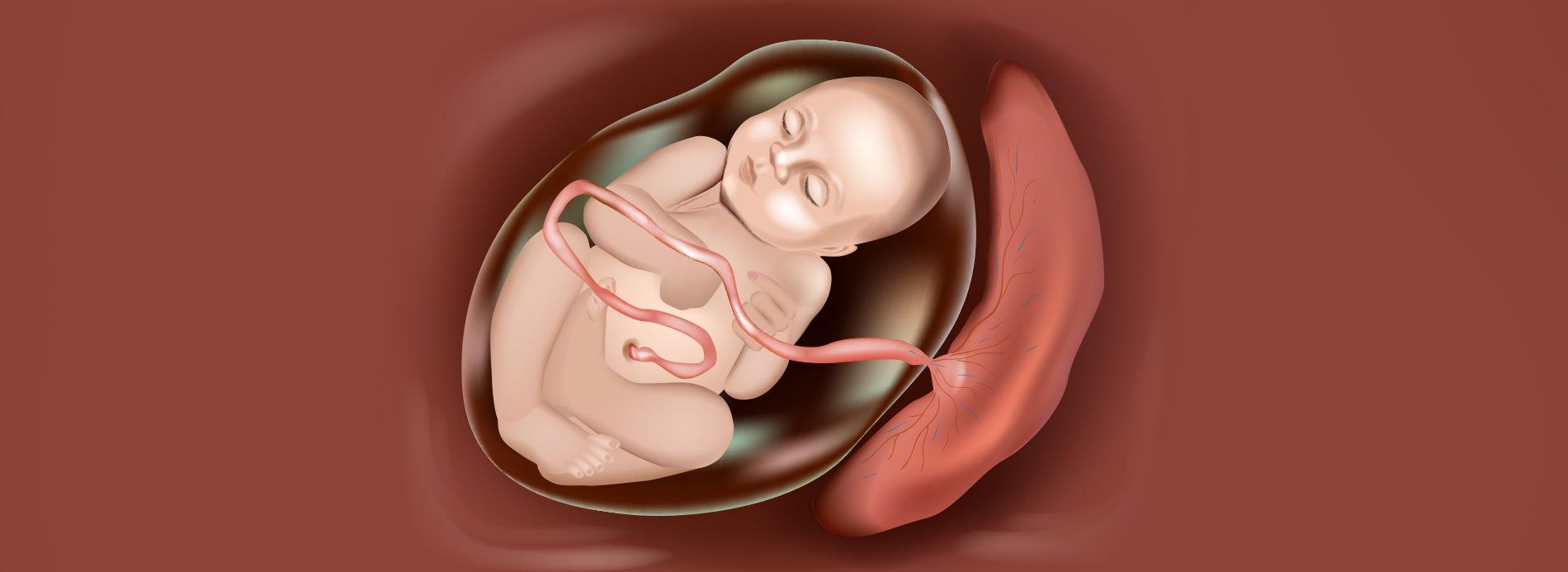Umbilical Cord vs Placenta